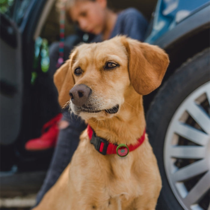 Estuche protector a prueba de golpes para collar de perro para AirTag